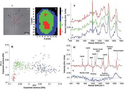 In vitro Label Free Raman Microspectroscopic Analysis to Monitor the Uptake, Fate and Impacts of Nanoparticle Based Materials